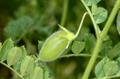 Cicer arietinum